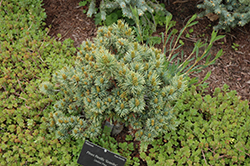 Granby Dwarf Limber Pine (Pinus flexilis 'Granby') at A Very Successful Garden Center