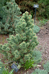 Foxy Bristlecone Pine (Pinus aristata 'Foxy') at Stonegate Gardens