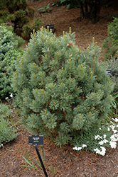 Nicelam Dwarf Limber Pine (Pinus flexilis 'Nicelam') at Stonegate Gardens