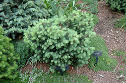 Silver Plume Douglas Fir (Pseudotsuga menziesii 'Silver Plume') at A Very Successful Garden Center
