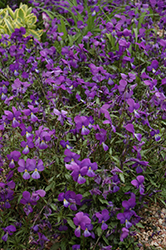 Corsican Pansy (Viola corsica) at A Very Successful Garden Center
