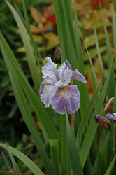 Lavender Bounty Siberian Iris (Iris sibirica 'Lavender Bounty') at Stonegate Gardens