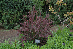 Marshall's Upright Japanese Barberry (Berberis thunbergii 'Marshall's Upright') at A Very Successful Garden Center