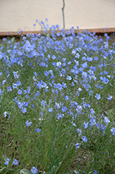 Blue Sapphire Perennial Flax (Linum perenne 'Blue Sapphire') at Stonegate Gardens