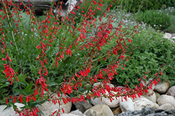 Firecracker Penstemon (Penstemon eatonii) at A Very Successful Garden Center