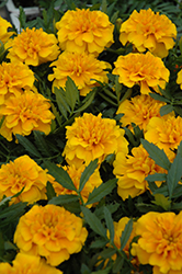 Bonanza Gold Marigold (Tagetes patula 'Bonanza Gold') at A Very Successful Garden Center