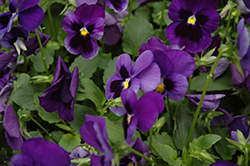 Grandio Deep Blue Pansy (Viola x wittrockiana 'Grandio Deep Blue') at A Very Successful Garden Center