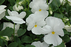Delta Pure White Pansy (Viola x wittrockiana 'Delta Pure White') at A Very Successful Garden Center