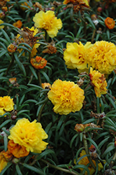 Happy Trails Yellow Portulaca (Portulaca grandiflora 'Happy Trails Yellow') at A Very Successful Garden Center