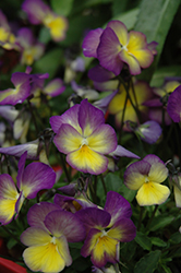 Celestial Starry Night Pansy (Viola cornuta 'Lord Primrose') at Lakeshore Garden Centres