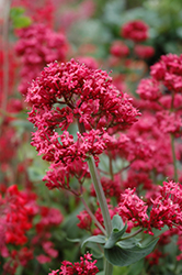 Red Valerian (Centranthus ruber) at A Very Successful Garden Center