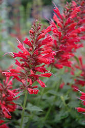 Acapulco Red Mexican Hyssop (Agastache mexicana 'Acapulco Red') at A Very Successful Garden Center