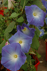 Heavenly Blue Morning Glory (Ipomoea tricolor 'Heavenly Blue') at A Very Successful Garden Center