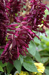 Ablazin' Purple Sage (Salvia splendens 'Ablazin' Purple') at A Very Successful Garden Center