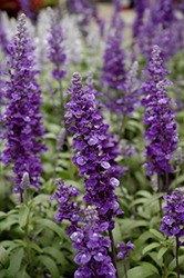 Cathedral Deep Blue Salvia (Salvia farinacea 'Cathedral Deep Blue') at A Very Successful Garden Center