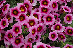 Hula Soft Pink Calibrachoa (Calibrachoa 'Hula Soft Pink') at A Very Successful Garden Center
