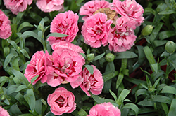 Oscar Pink And Purple Carnation (Dianthus caryophyllus 'KLEDP10111') at A Very Successful Garden Center