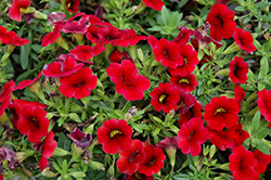 MiniFamous Compact Dark Red Calibrachoa (Calibrachoa 'MiniFamous Compact Dark Red') at Lakeshore Garden Centres