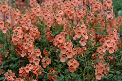 Tower of Flowers Aurora Apricot Twinspur (Diascia 'Aurora Apricot') at A Very Successful Garden Center