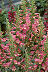 Foxlight Rose Ivory Foxglove (Digitalis 'Takforoiv') at A Very Successful Garden Center