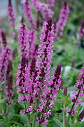 Raspberry Ruby Sage (Salvia 'Raspberry Ruby') at A Very Successful Garden Center
