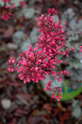 Rubylicious Coral Bells (Heuchera 'Rubylicious') at A Very Successful Garden Center