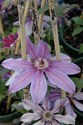 Starry Nights Clematis (Clematis 'Starry Nights') at The Mustard Seed