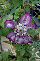 Cassis Clematis (Clematis 'Evipo020') at A Very Successful Garden Center