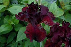 Classic Bordeaux Iris (Iris 'Classic Bordeaux') at A Very Successful Garden Center