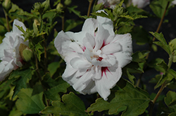 China Chiffon Rose of Sharon (Hibiscus syriacus 'Bricutts') at A Very Successful Garden Center