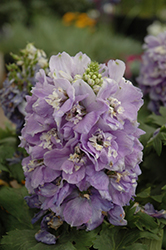 Aurora Lavender Larkspur (Delphinium 'Aurora Lavender') at A Very Successful Garden Center
