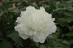 Double White Peony (Paeonia 'Double White') at A Very Successful Garden Center