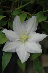 Chelsea Clematis (Clematis 'Evipo100') at A Very Successful Garden Center