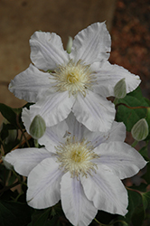 Ice Blue Clematis (Clematis 'Ice Blue') at A Very Successful Garden Center