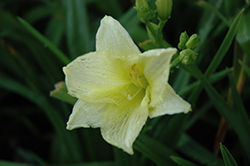 Moment Of Truth Daylily (Hemerocallis 'Moment Of Truth') at Lakeshore Garden Centres