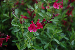 Furman's Red Texas Sage (Salvia greggii 'Furman's Red') at A Very Successful Garden Center