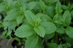 The Best Spearmint (Mentha spicata 'The Best') at Stonegate Gardens