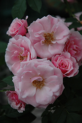 Sweet Sunblaze Rose (Rosa 'Meitonje') at Stonegate Gardens