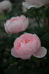 Queen Of Sweden Rose (Rosa 'Queen Of Sweden') at A Very Successful Garden Center