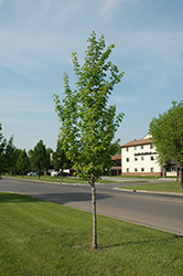 Northern Flare Sugar Maple (Acer saccharum 'Sisseton') at A Very Successful Garden Center