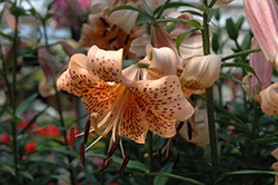 Splendens Tiger Lily (Lilium lancifolium 'Splendens') at Stonegate Gardens