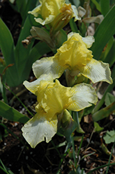 Lemon On Ice Iris (Iris 'Lemon On Ice') at Lakeshore Garden Centres