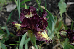 Ruby Eruption Iris (Iris 'Ruby Eruption') at Stonegate Gardens