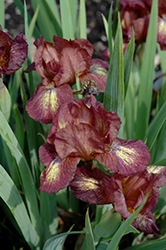Be Little Iris (Iris 'Be Little') at A Very Successful Garden Center