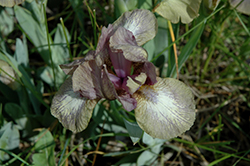 Nessie Iris (Iris 'Nessie') at A Very Successful Garden Center