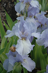 Sea Patrol Iris (Iris 'Sea Patrol') at A Very Successful Garden Center
