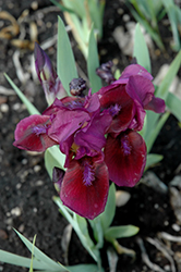 Candy Apple Iris (Iris 'Candy Apple') at A Very Successful Garden Center