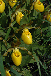 Yellow Lady's Slipper (Cypripedium parviflorum) at A Very Successful Garden Center