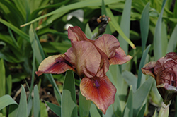 Cimarron Rose Iris (Iris 'Cimarron Rose') at A Very Successful Garden Center