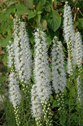 Floristan White Blazing Star (Liatris spicata 'Floristan White') at Stonegate Gardens